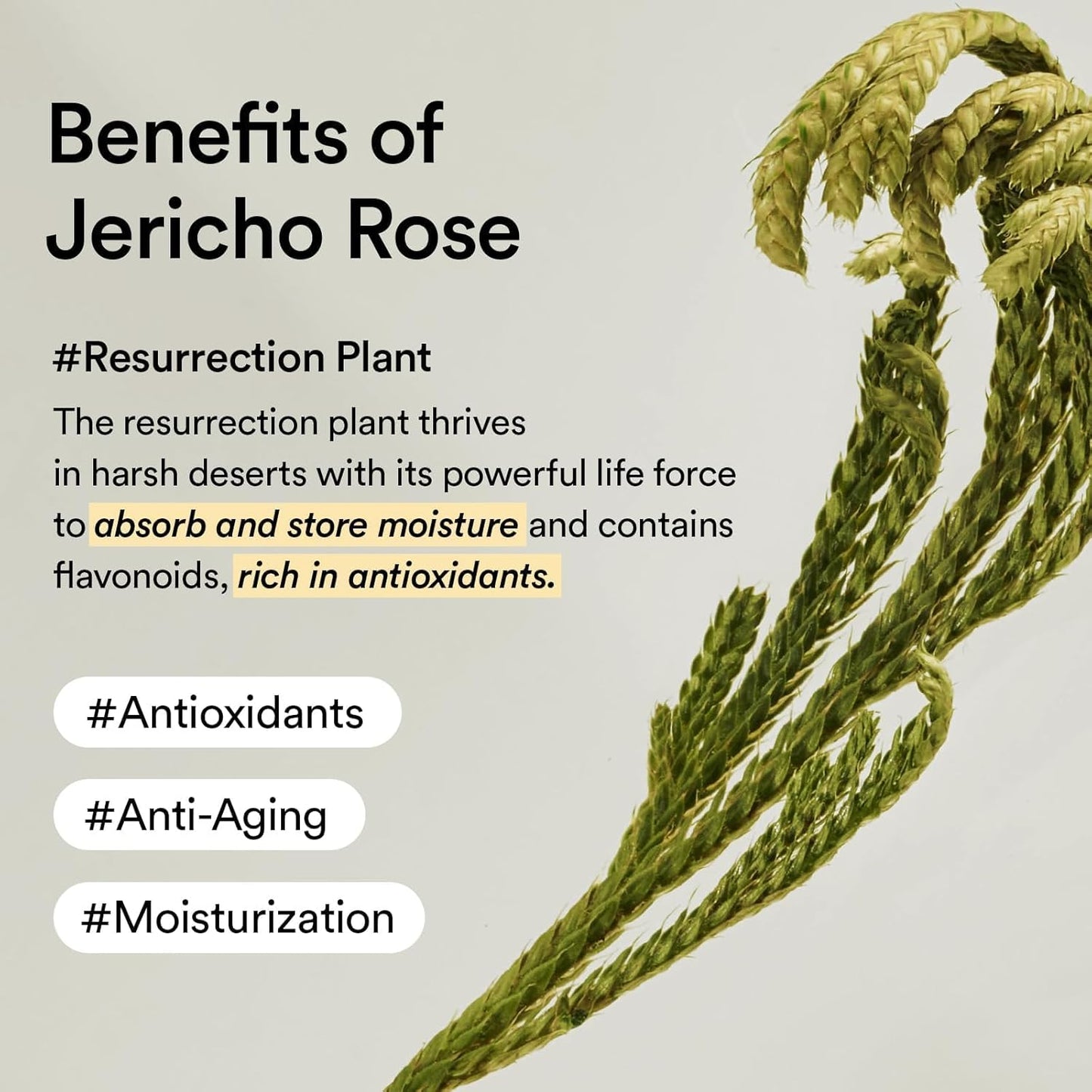 Abib Collagen Eye Patch Jericho Rose Jelly 60 Patches, Korean Under Eye Patches for Puffy Eyes and Dark Circles, Anti-Wrinkle, Collagen, Caffeine, Niacinamide, Ceramide, Antioxidant, Skin Care